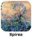 Spirea